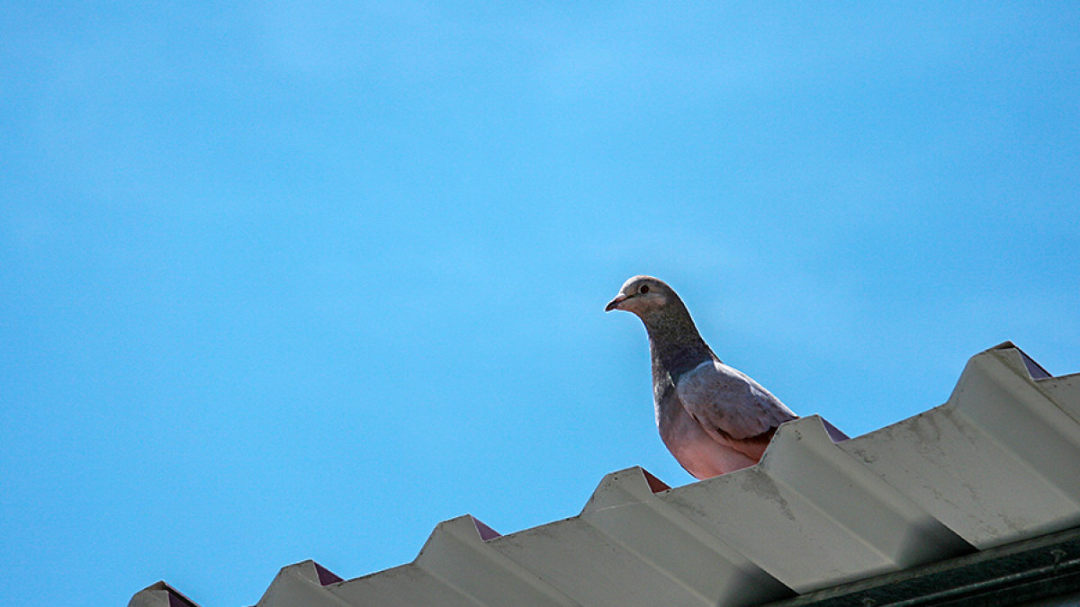 03 irlparkandfly kontakt